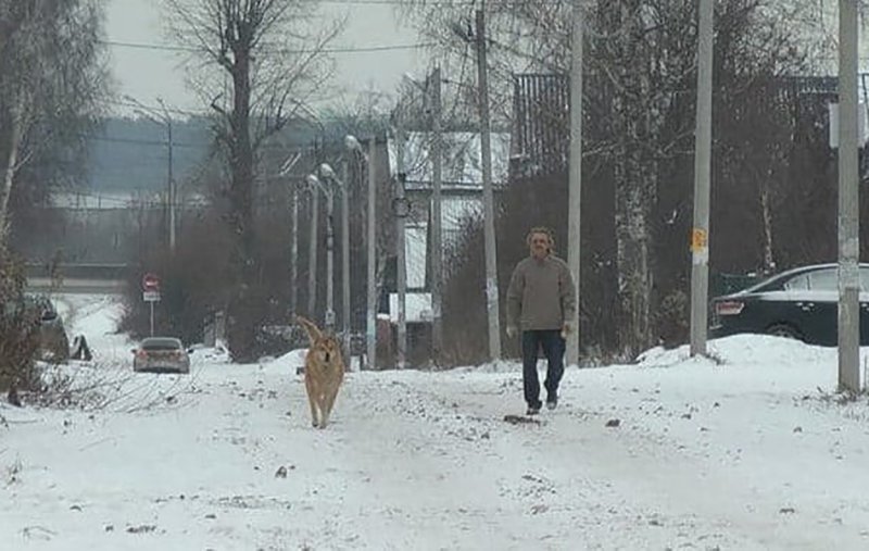 Местные жители в течение 13 лет видели одну и ту же собаку на перекрестке, но она пропала