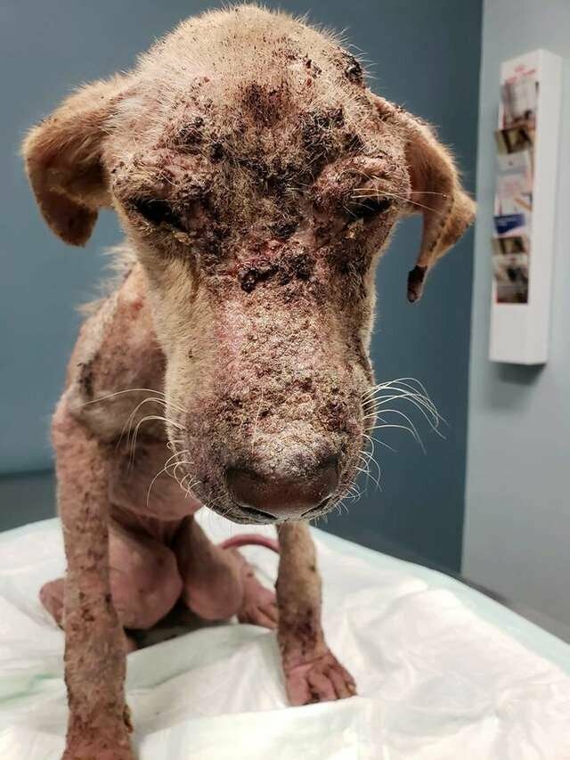 Ветеринары не верили, что больная собака выживет, но она доказала, что нет ничего невозможного