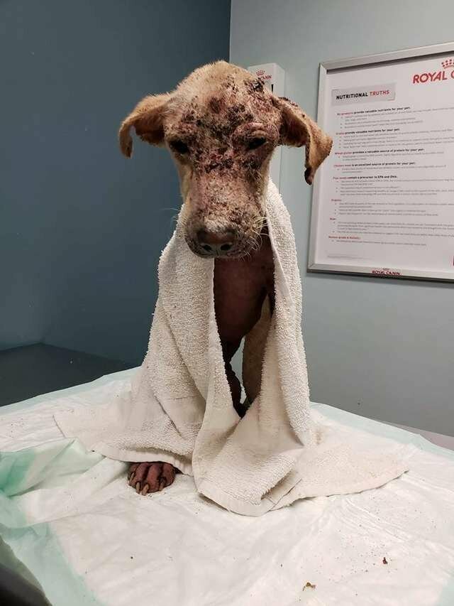 Ветеринары не верили, что больная собака выживет, но она доказала, что нет ничего невозможного