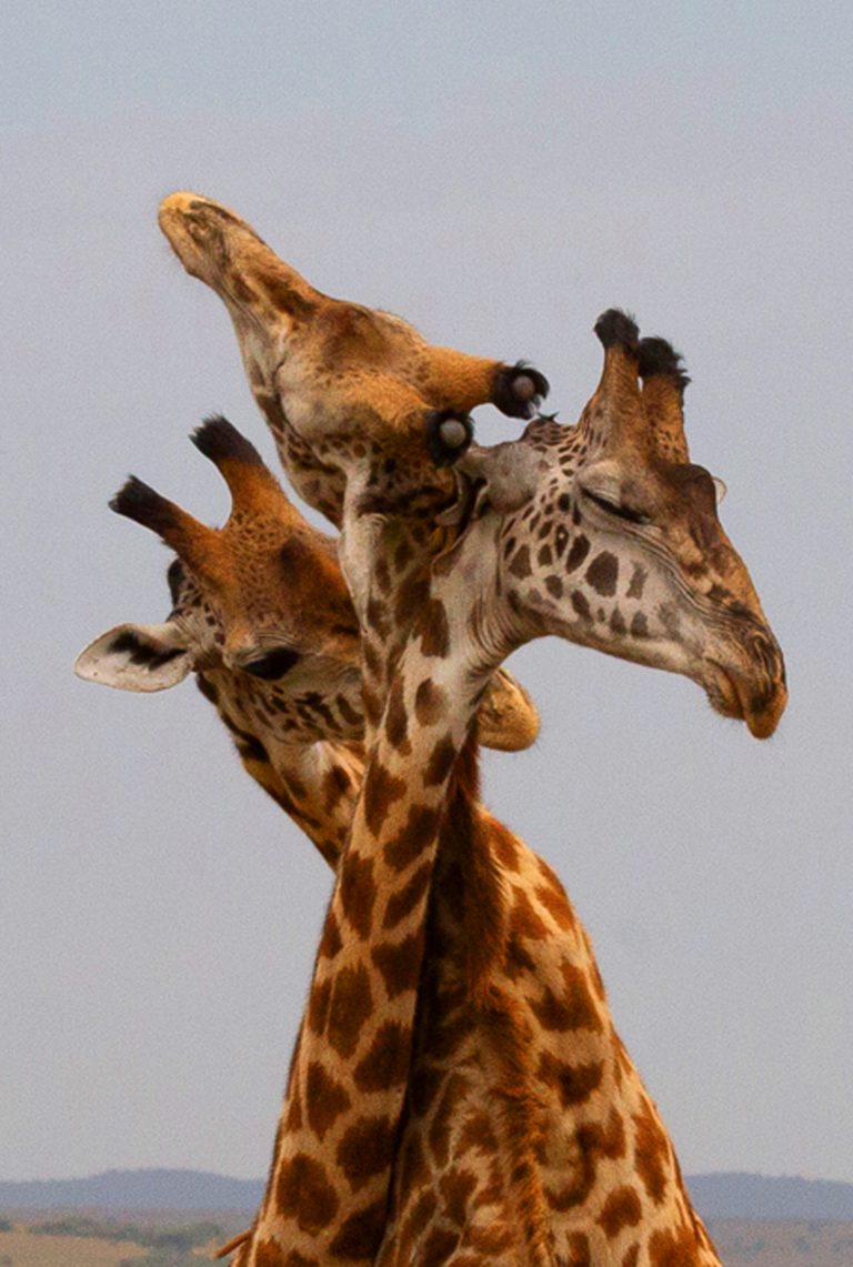 Жирафы начали играючи позировать перед джипом с туристами