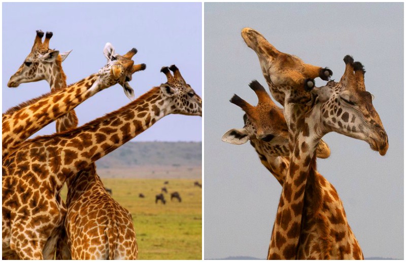 Жирафы начали играючи позировать перед джипом с туристами