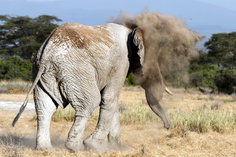 Дерзкий слон нашел действенный способ спрятаться от фотографа