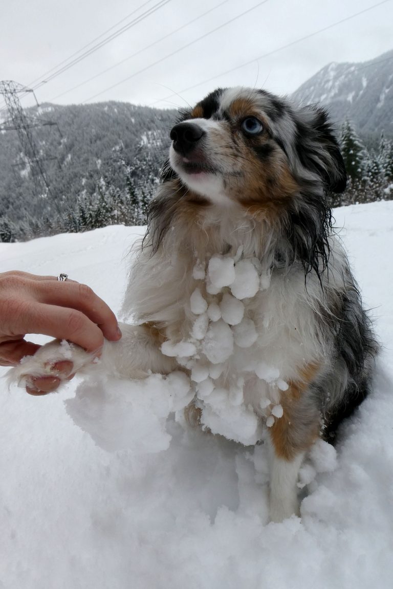 Эта собака не может сдержать эмоций, когда видит снег
