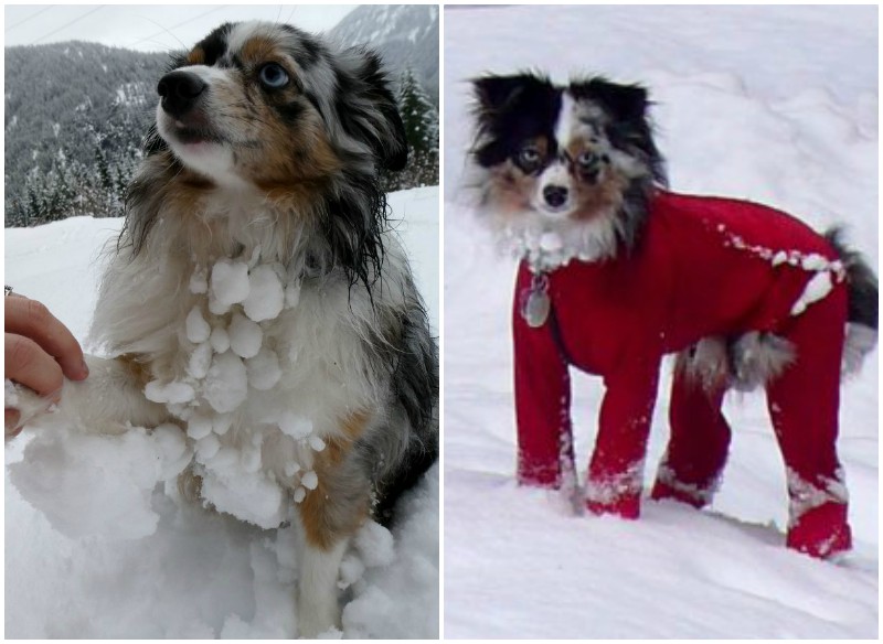 Эта собака не может сдержать эмоций, когда видит снег