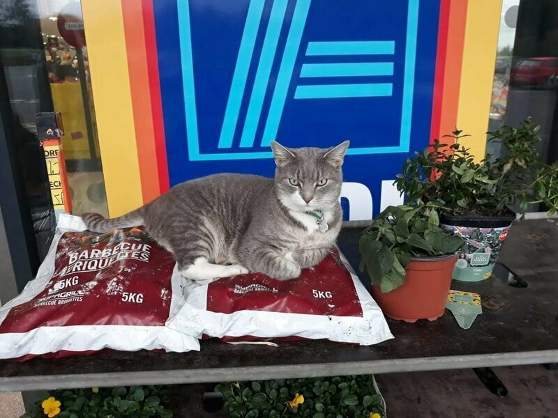 Потерянный кот за два года успел стать местной знаменитостью