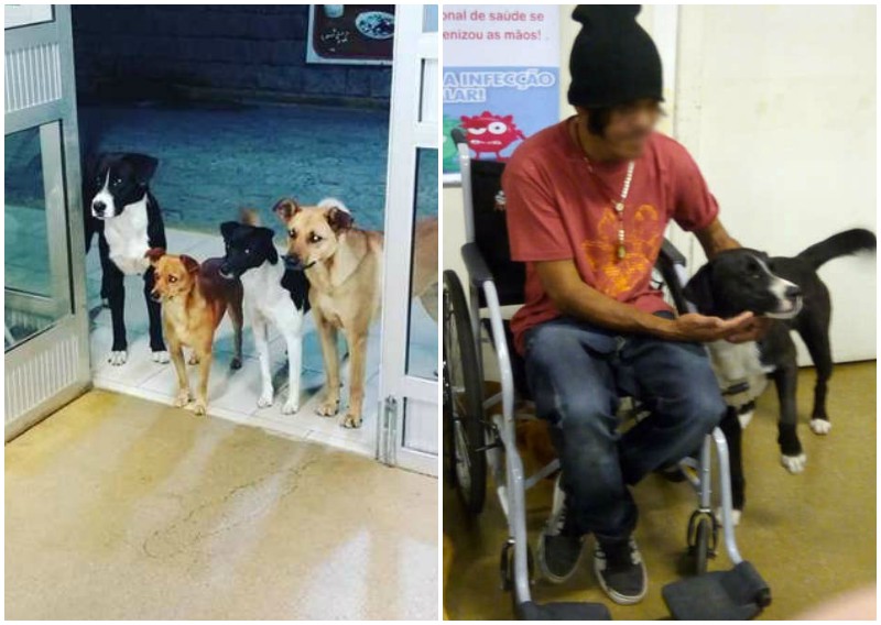Верные собаки ждали бездомного мужчину у дверей больницы