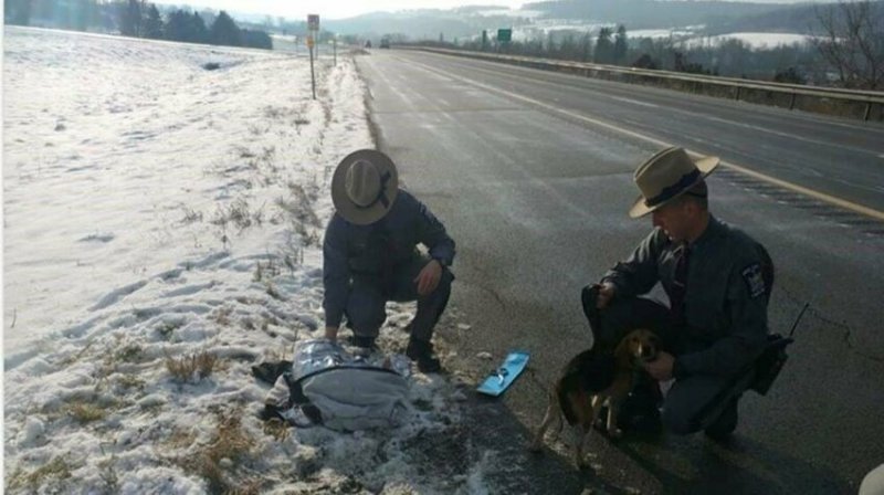 Случайный водитель спас двух собак, которых выбросили из машины