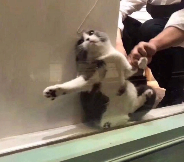 «Вы, наверное, гадаете, как я тут оказался»: котик застрял в витрине кафе
