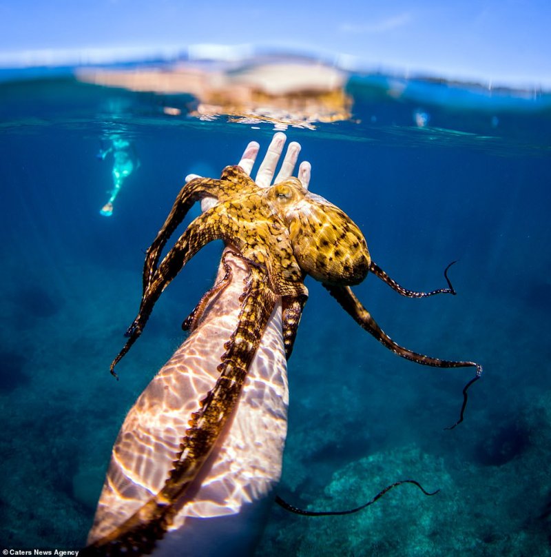 Знакомство под водой: осьминог присосался к маске дайвера