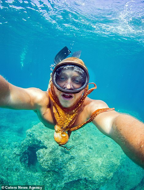 Знакомство под водой: осьминог присосался к маске дайвера