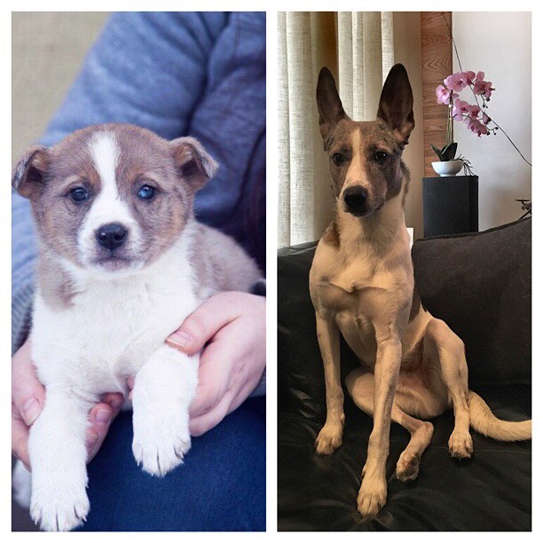 До и после: как с возрастом меняются щенки