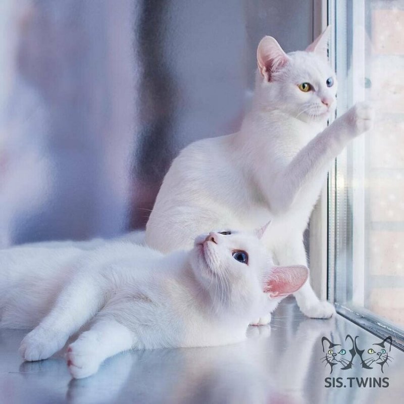 Айрис и Абисс - белоснежные кошки-близняшки с потрясающими глазами 