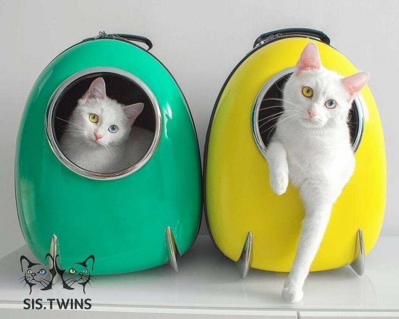 Айрис и Абисс - белоснежные кошки-близняшки с потрясающими глазами 