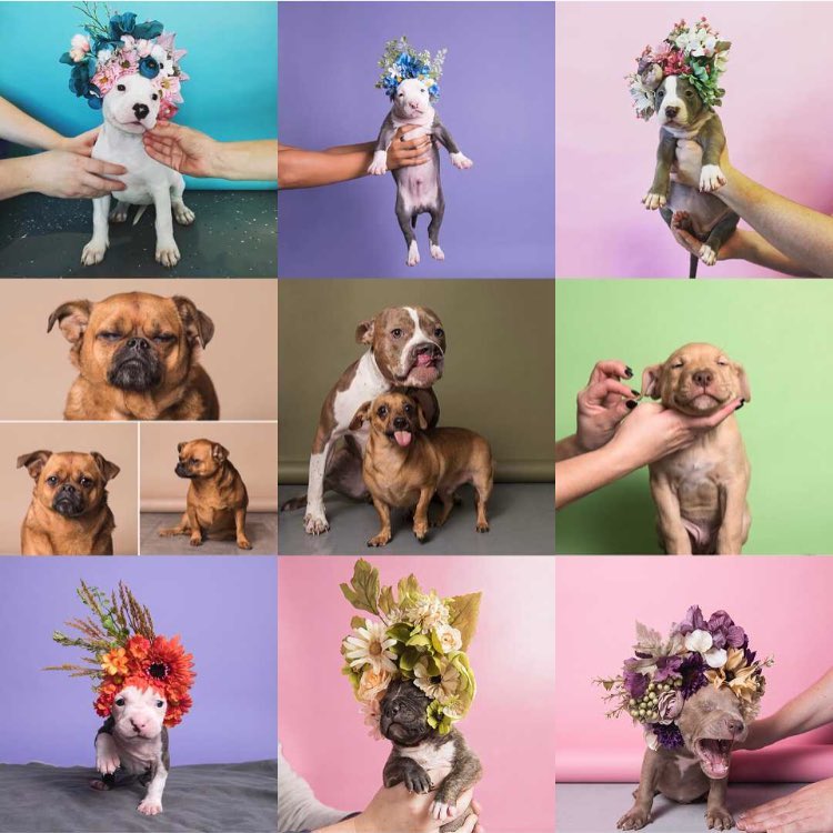 20 фото, доказывающих, что собаки - лучшие модели