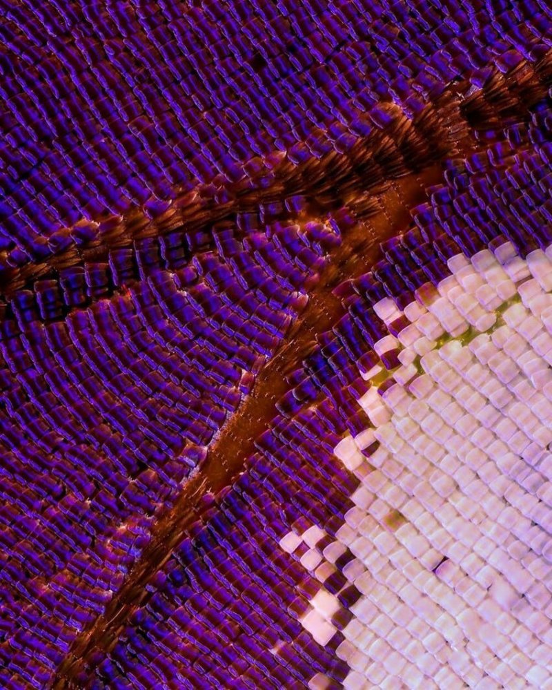 Крылья бабочек под макросъемкой: сказочные цвета и узоры