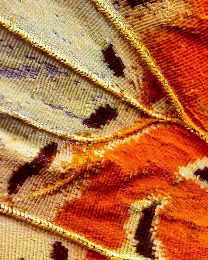 Крылья бабочек под макросъемкой: сказочные цвета и узоры