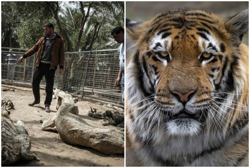 Тигр, выживший в худшем зоопарке планеты, учится жить заново