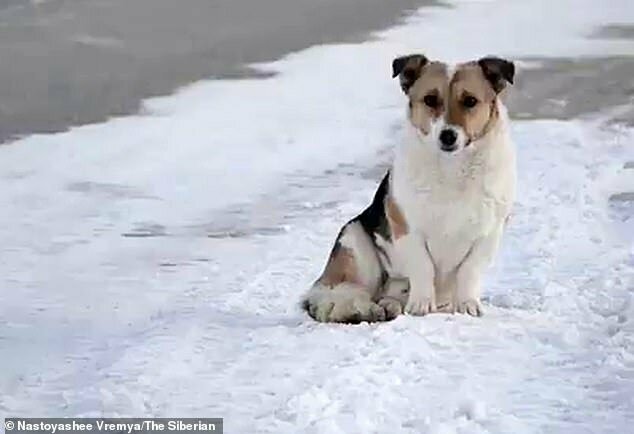 Верный пес в течение полугода ждал на остановке хозяина, который его бросил