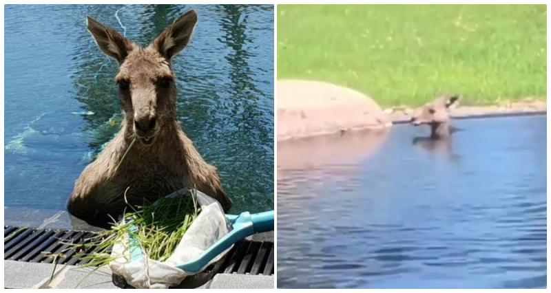 В Австралии семья обнаружила в бассейне огромного кенгуру