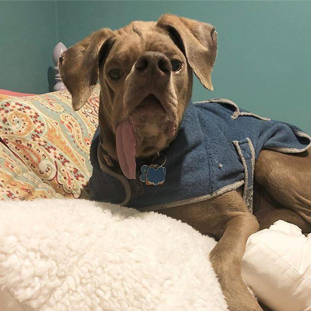 "Уродливый" пес нашел любящую семью, которая приняла его недостатки