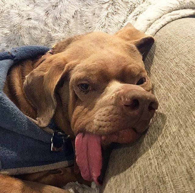 "Уродливый" пес нашел любящую семью, которая приняла его недостатки