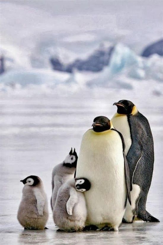 На фото попали родители-пингвины, нежно согревающие детеныша
