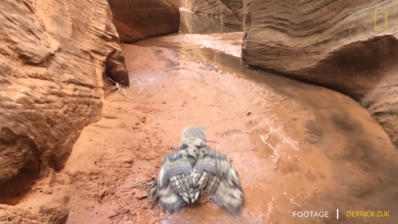 Походники засняли редкие кадры: сова плавает по каньону, спасая свою жизнь