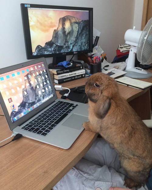 Кролик-бизнесмен