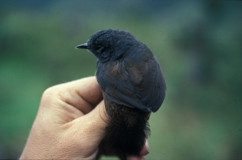 Самую редкую в мире птицу удалось отыскать в Бразилии
