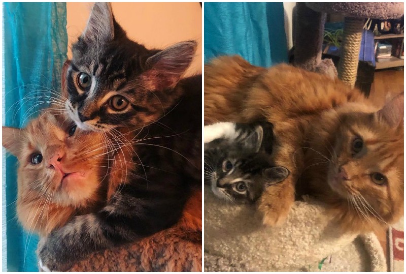 Два взрослых кота приняли и вырастили спасенную кошечку, как свою