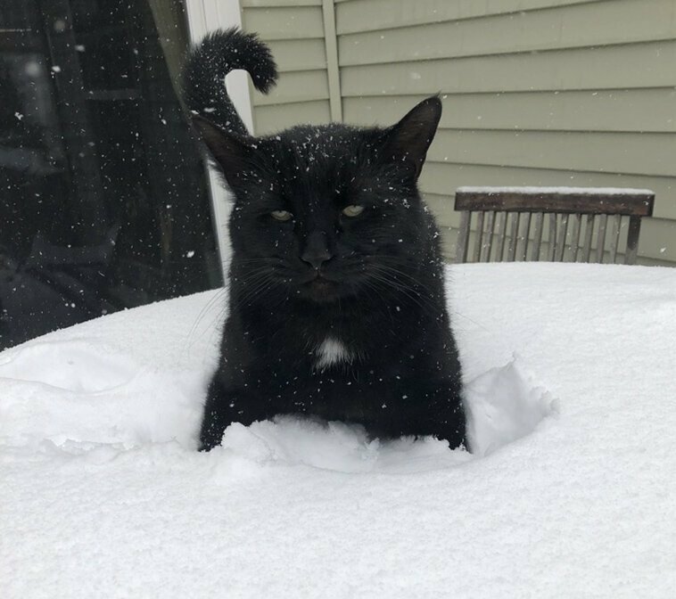 15 забавных доказательств, что кошки и снег несовместимы