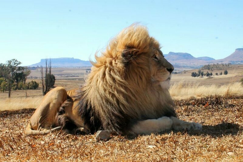 В Африке сдают в аренду дом, который находится рядом со львами