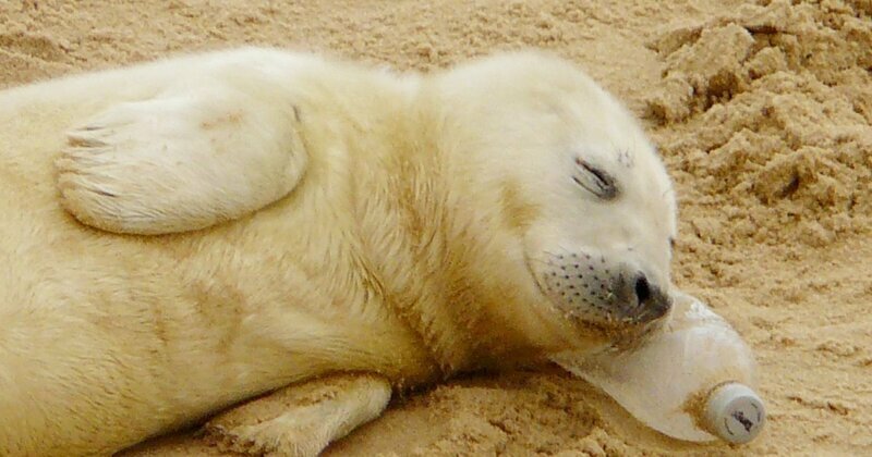 Новорожденный детеныш тюленя использует пустую бутылку как подушку