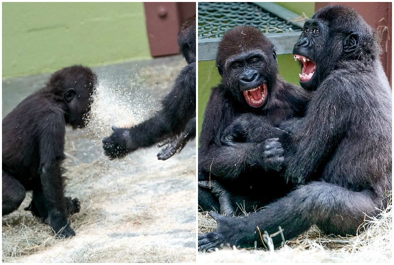 Как малые дети: смешные детеныши гориллы резвятся в опилках