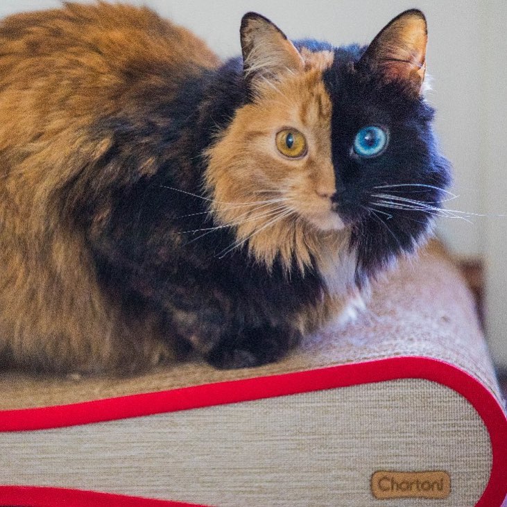 Химера - необычная двуликая кошка
