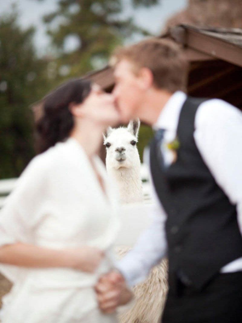 18 фото, доказывающих, что животные - лучшие гости на свадьбе