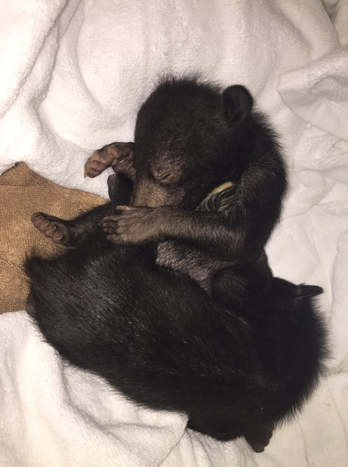 Новорожденных медвежат спасли из рук продавцов диких животных