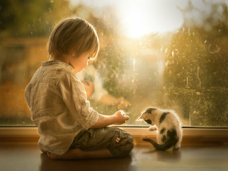Удивительная дружба маленького мальчика и кошек, от которой теплеет на душе