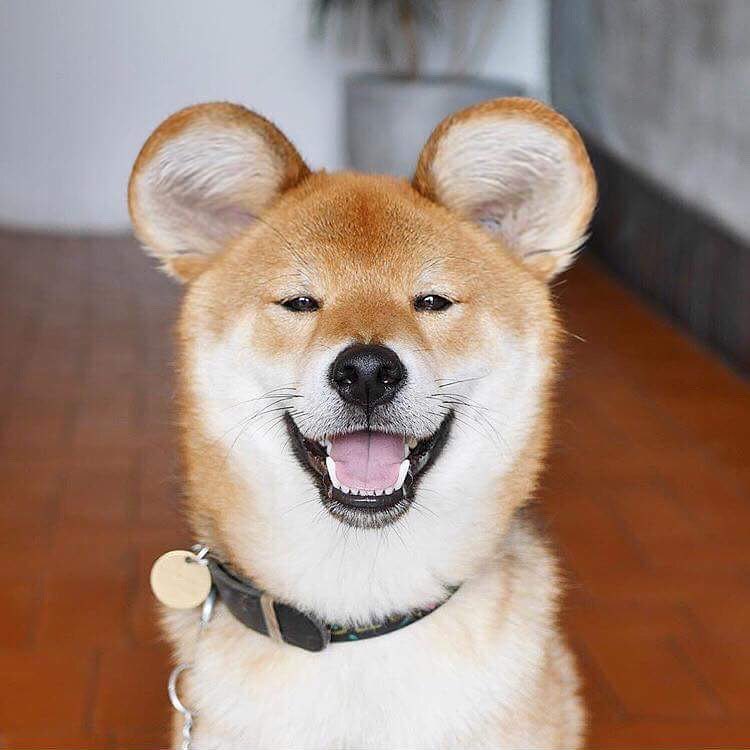 В социальных сетях нашелся самый улыбчивый пес