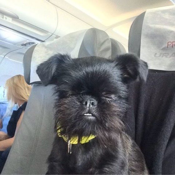 20 фотодоказательств того, что собаки прекрасно чувствуют себя в самолетах