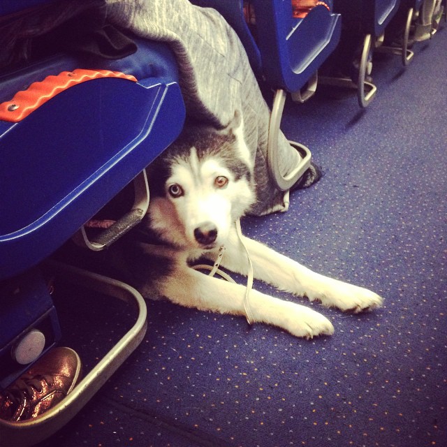 20 фотодоказательств того, что собаки прекрасно чувствуют себя в самолетах