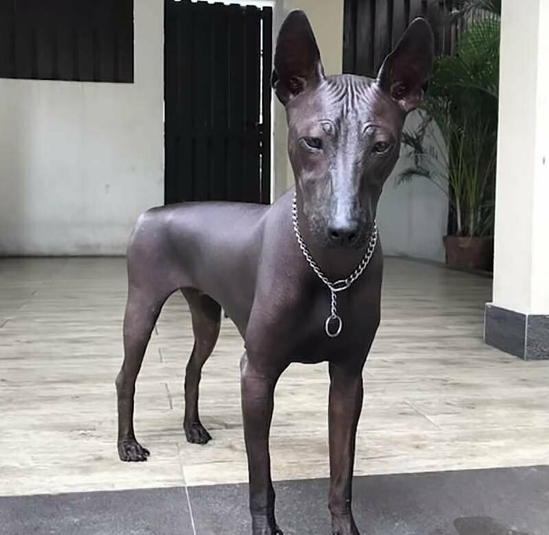 Пес или статуя? Фото собаки породы ксолоитцкуинтли стало вирусным после публикации