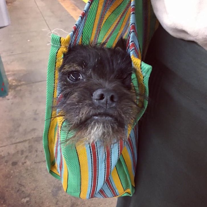 20 забавных фотодоказательств, что собака поместится в любую сумку