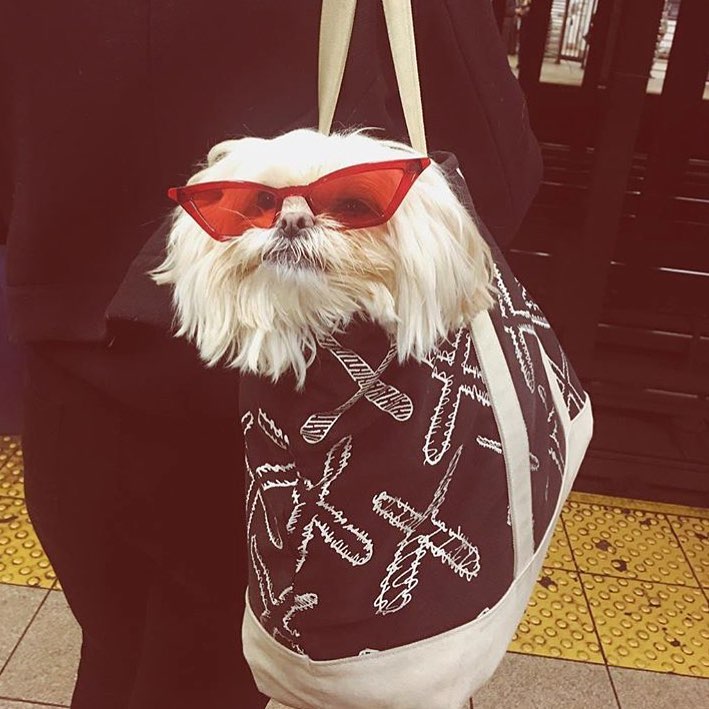 20 забавных фотодоказательств, что собака поместится в любую сумку
