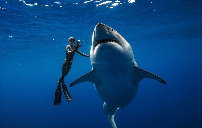 Дип Блю - одна из самых огромных белых акул в мире