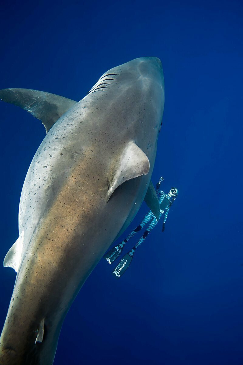 Дип Блю - одна из самых огромных белых акул в мире