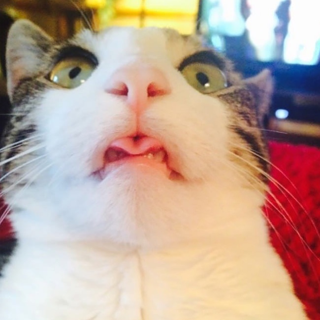20 фото кошек, которые сильно чему-то удивились