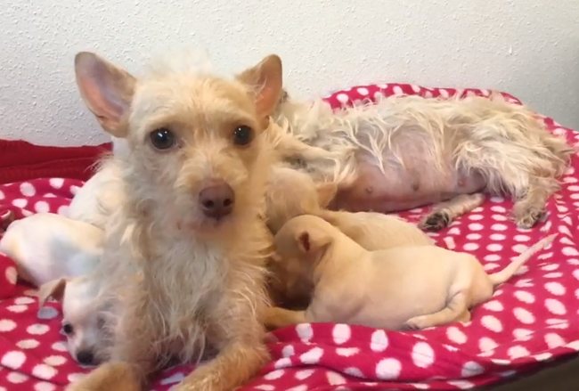Две матери-собаки исхудали от голода, но вместе растили щенков 