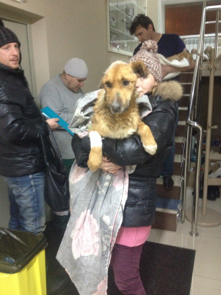 Одинокий пес жил на стройке, пока волонтеры не нашли его