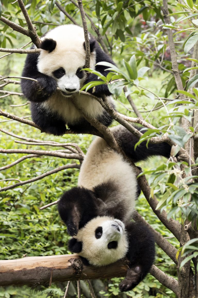 Милейшие малыши панды устроили игры на деревьях